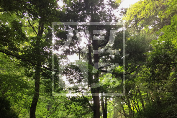 http://bashalog.c-brains.jp/images/forest_logo_in.jpg